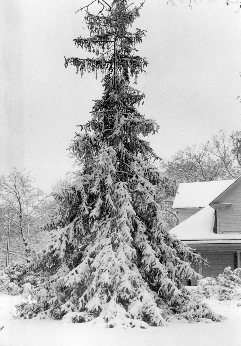 1987: Surprise November snow